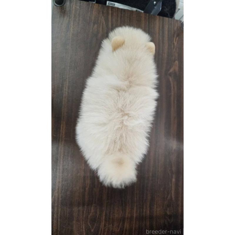 販売中の埼玉県のポメラニアン-422678の11枚目