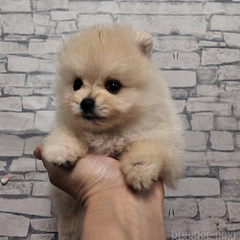 販売中の埼玉県のポメラニアン-422678の10枚目