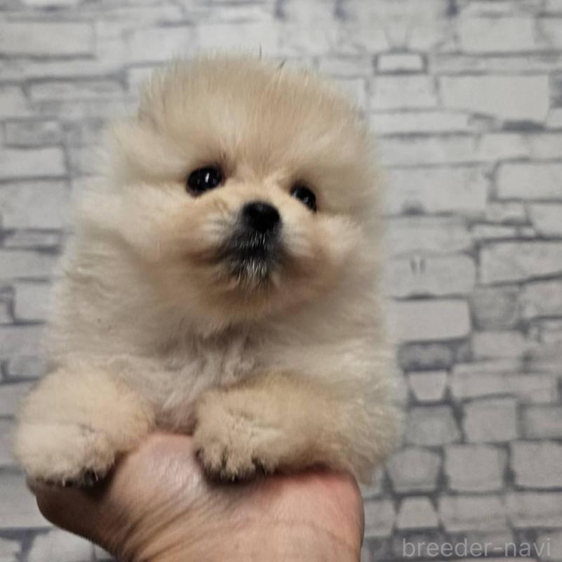 販売中の埼玉県のポメラニアン-422678の9枚目
