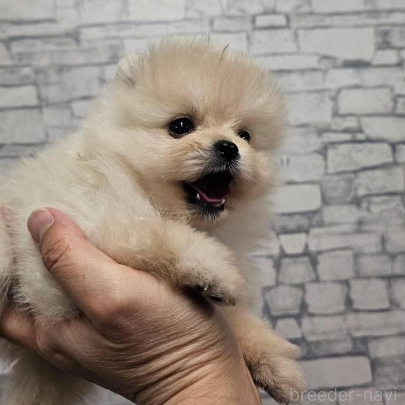 販売中の埼玉県のポメラニアン-422678の8枚目