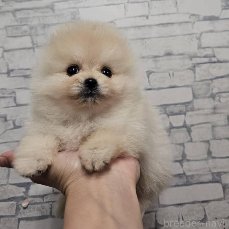 販売中の埼玉県のポメラニアン-422678の7枚目