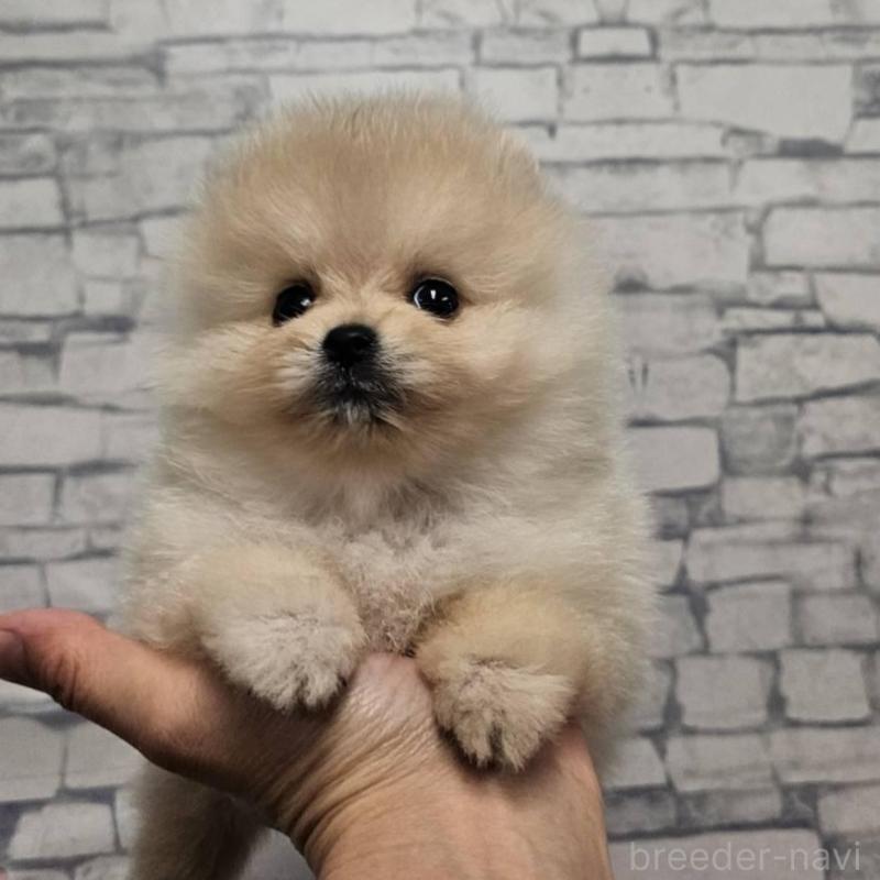 販売中の埼玉県のポメラニアン-422678の6枚目