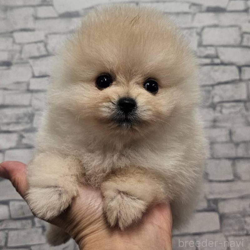 販売中の埼玉県のポメラニアン-422678の5枚目