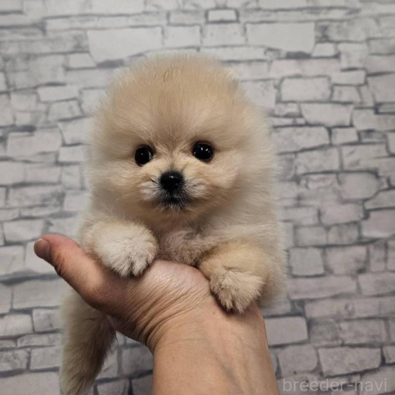 販売中の埼玉県のポメラニアン-422678の4枚目