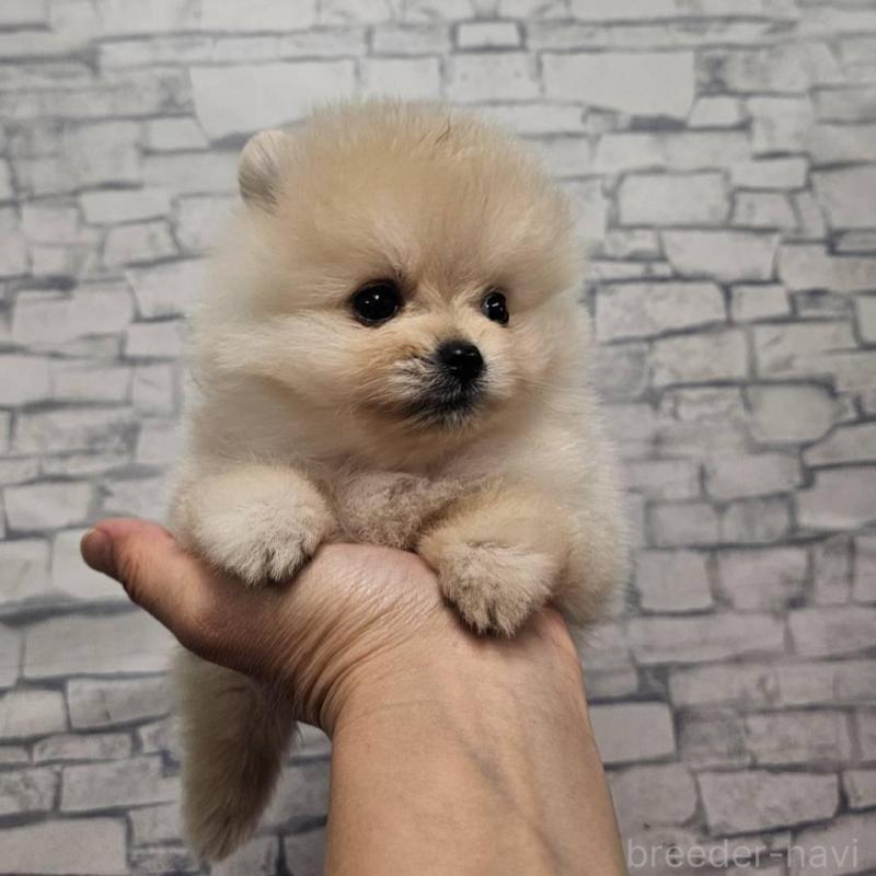 販売中の埼玉県のポメラニアン-422678の3枚目