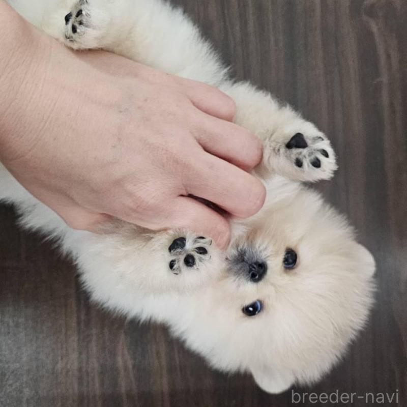 販売中の埼玉県のポメラニアン-422678の2枚目