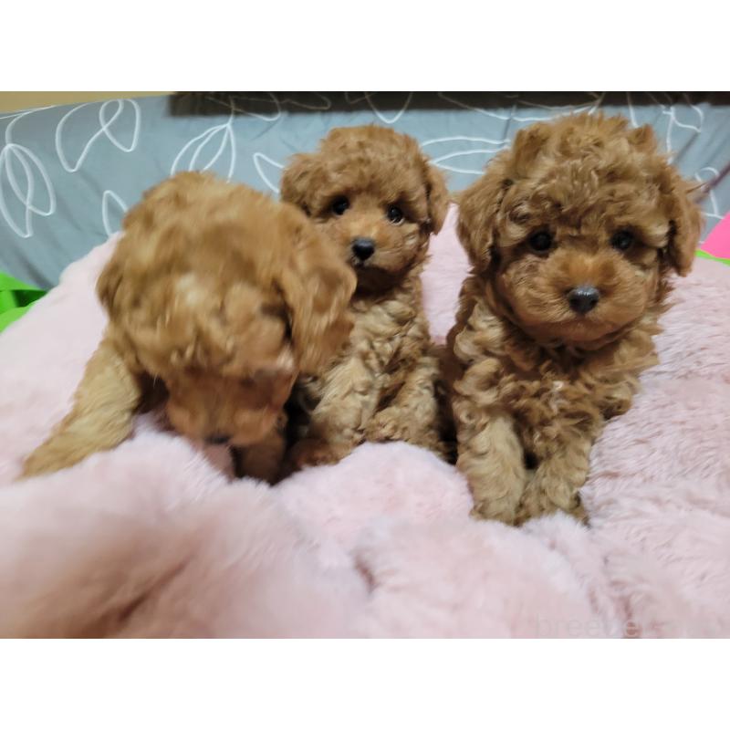 販売中の佐賀県のトイプードル-422679の2枚目