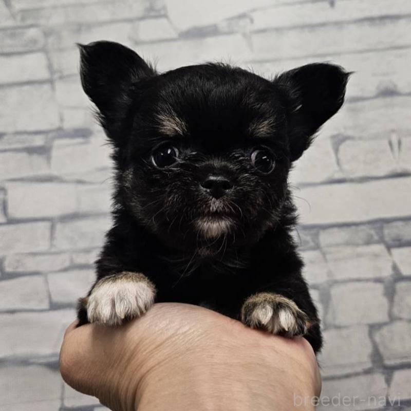 販売中の埼玉県のチワワ(ロングコート)-422680の1枚目