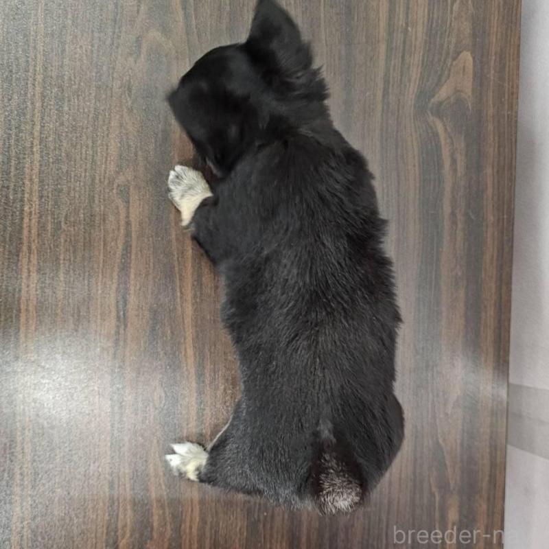 販売中の埼玉県のチワワ(ロングコート)-422680の3枚目