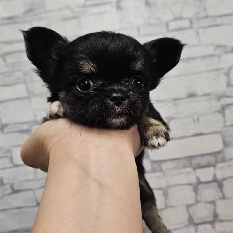 販売中の埼玉県のチワワ(ロングコート)-422680の2枚目