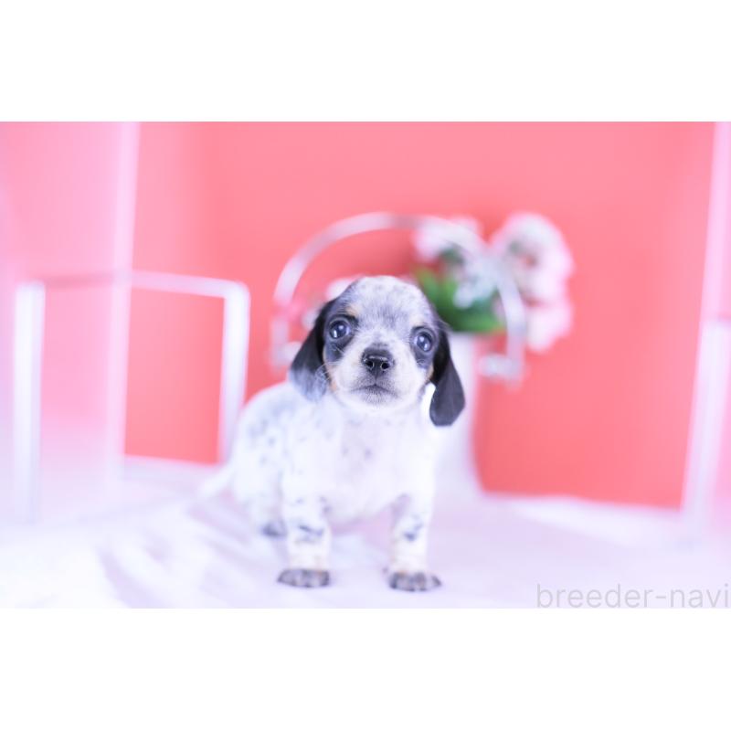 販売中の愛知県のミニチュアダックスフンド(スムースヘアード)-422681の12枚目