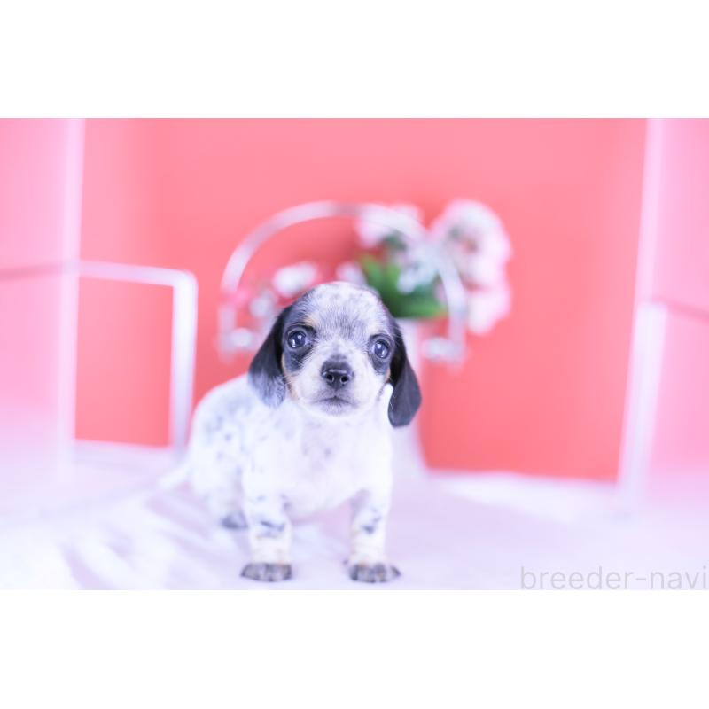 販売中の愛知県のミニチュアダックスフンド(スムースヘアード)-422681の11枚目