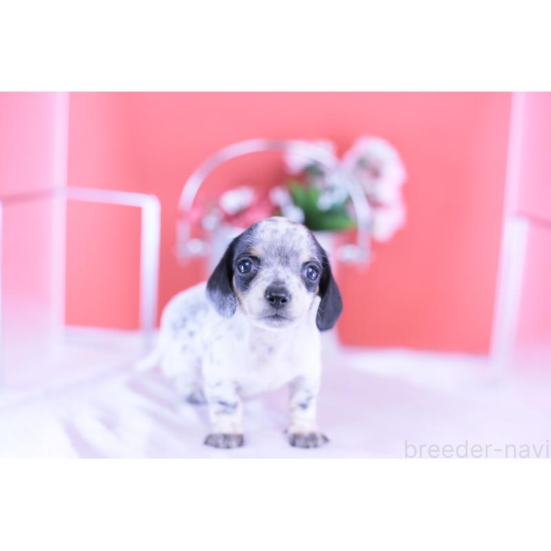 販売中の愛知県のミニチュアダックスフンド(スムースヘアード)-422681の10枚目