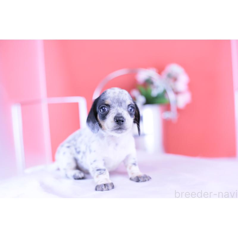 販売中の愛知県のミニチュアダックスフンド(スムースヘアード)-422681の9枚目