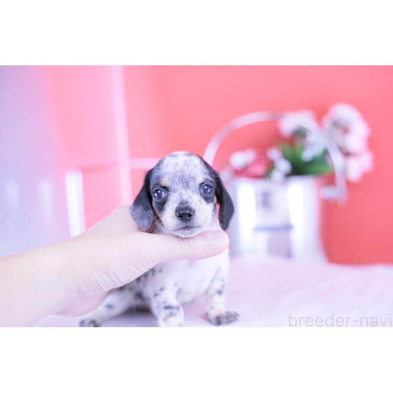 販売中の愛知県のミニチュアダックスフンド(スムースヘアード)-422681の6枚目