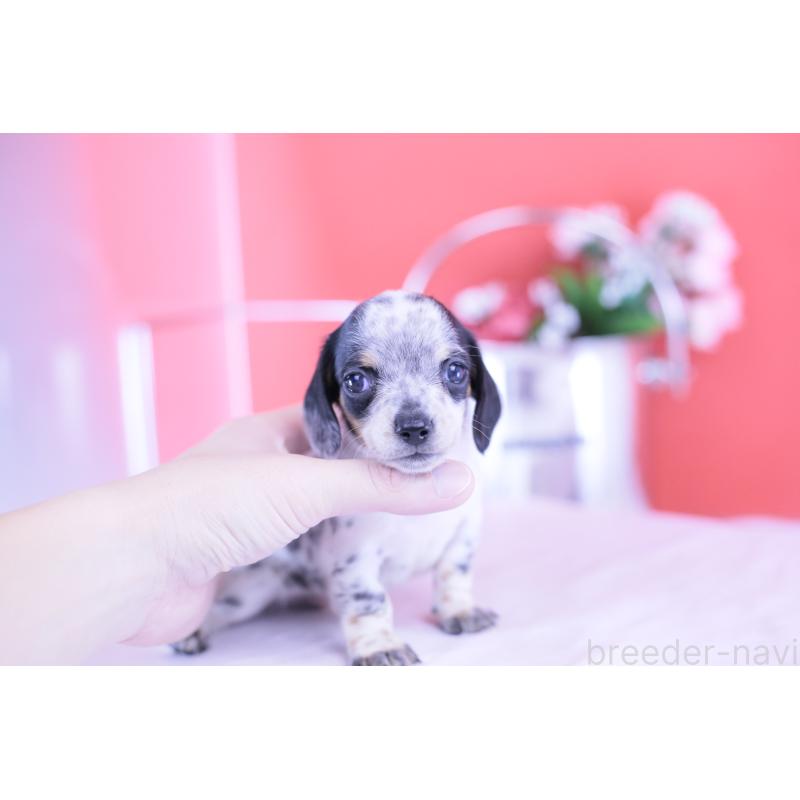 販売中の愛知県のミニチュアダックスフンド(スムースヘアード)-422681の5枚目