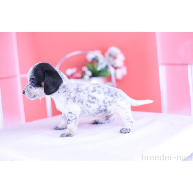 販売中の愛知県のミニチュアダックスフンド(スムースヘアード)-422681の2枚目