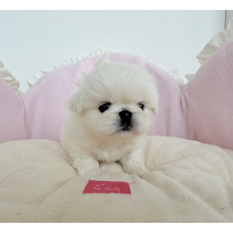 商談中の愛知県のペキニーズ-422687の12枚目