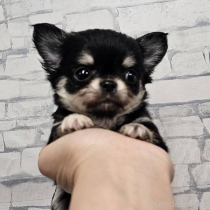 販売中の埼玉県のチワワ(ロングコート)-422682