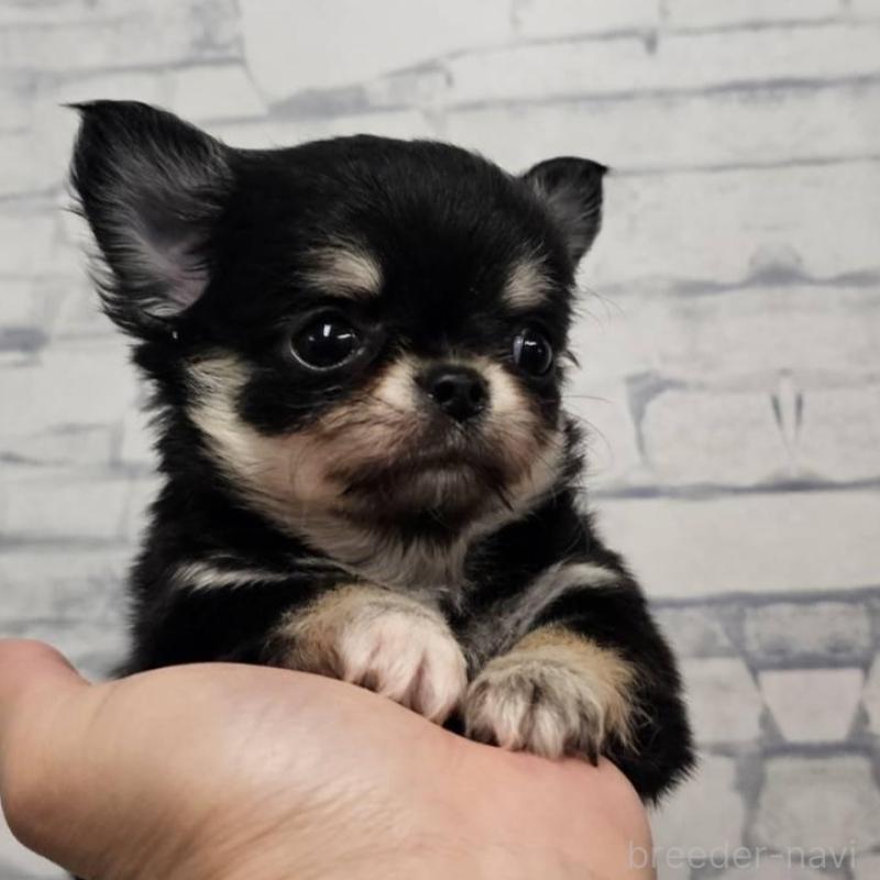 販売中の埼玉県のチワワ(ロングコート)-422682の4枚目