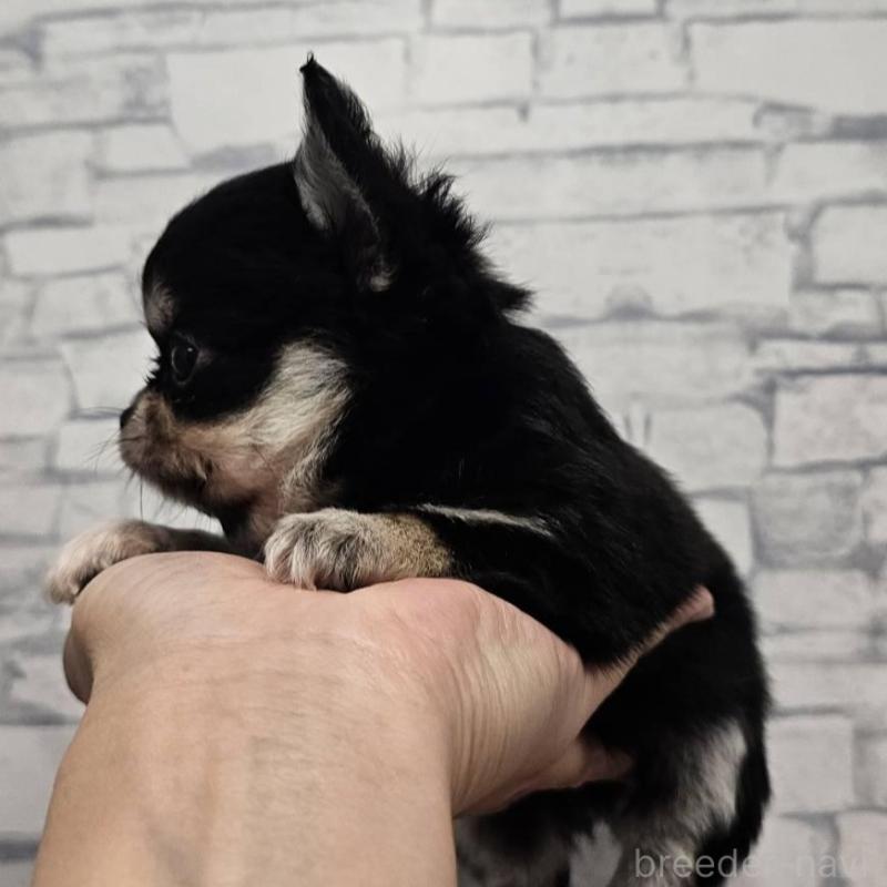 販売中の埼玉県のチワワ(ロングコート)-422682の3枚目