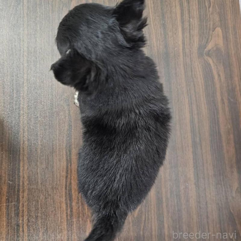 販売中の埼玉県のチワワ(ロングコート)-422682の2枚目