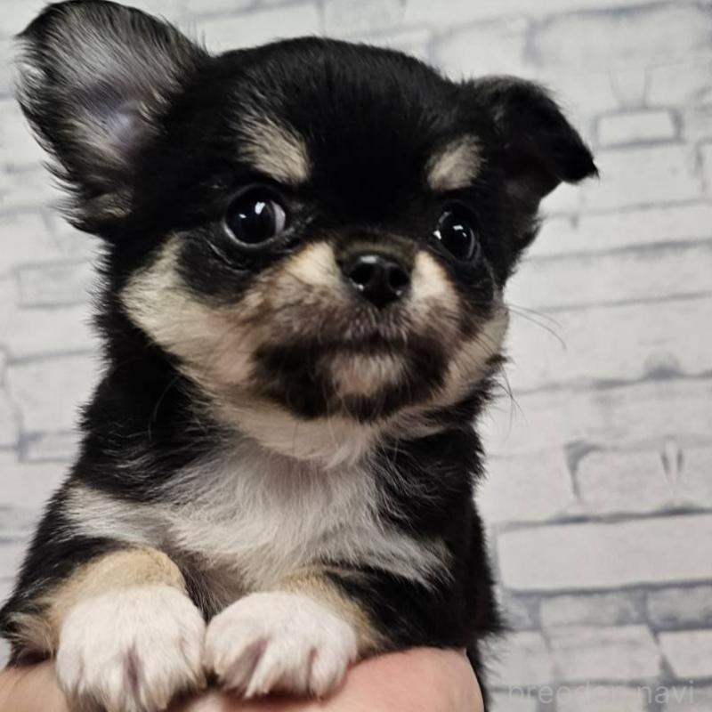 販売中の埼玉県のチワワ(ロングコート)-422684の4枚目