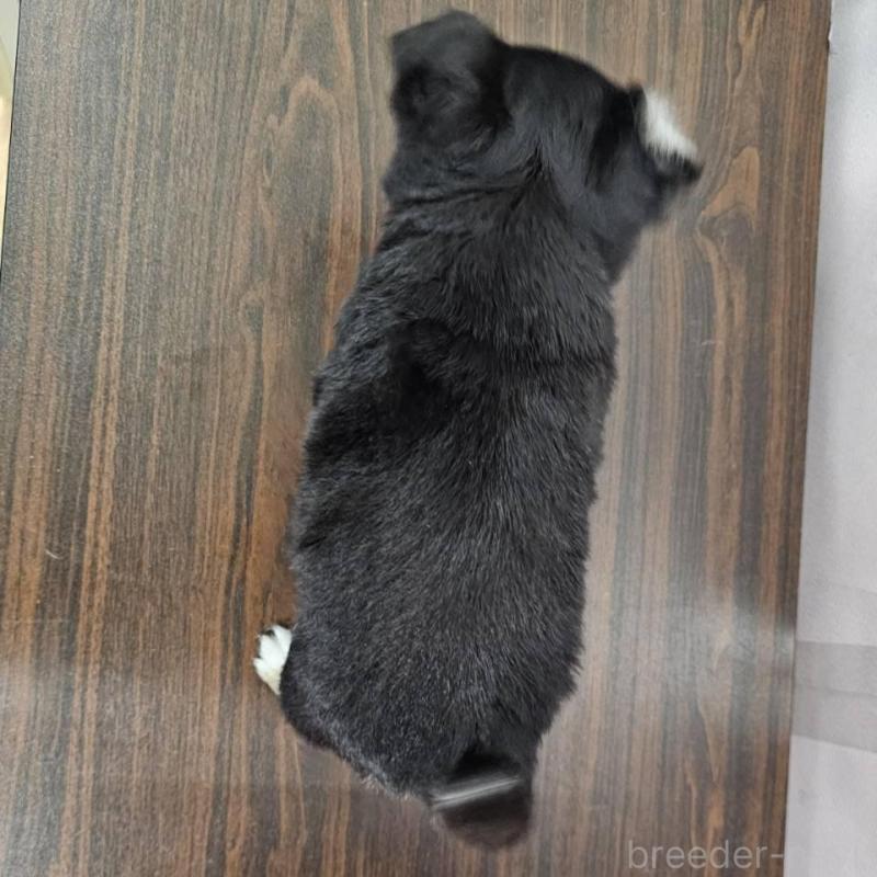 販売中の埼玉県のチワワ(ロングコート)-422684の3枚目