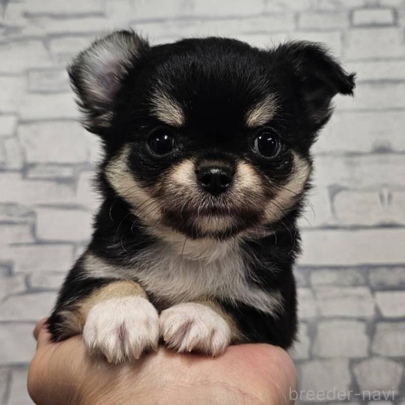 販売中の埼玉県のチワワ(ロングコート)-422684の2枚目