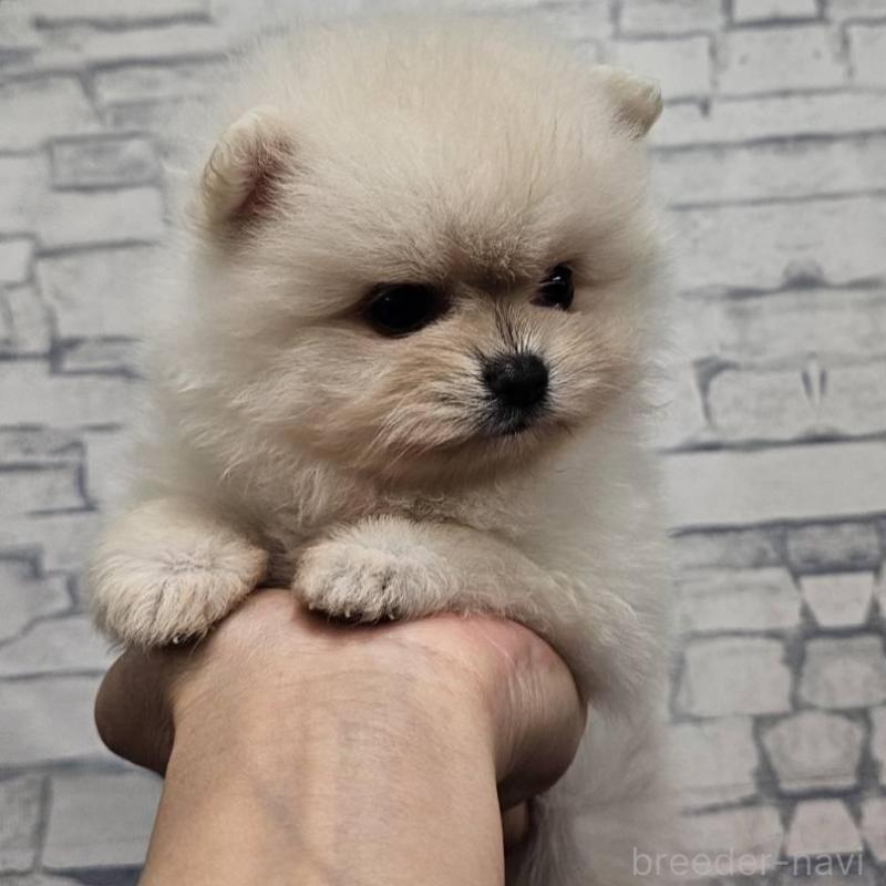 販売中の埼玉県のポメラニアン-422686の7枚目