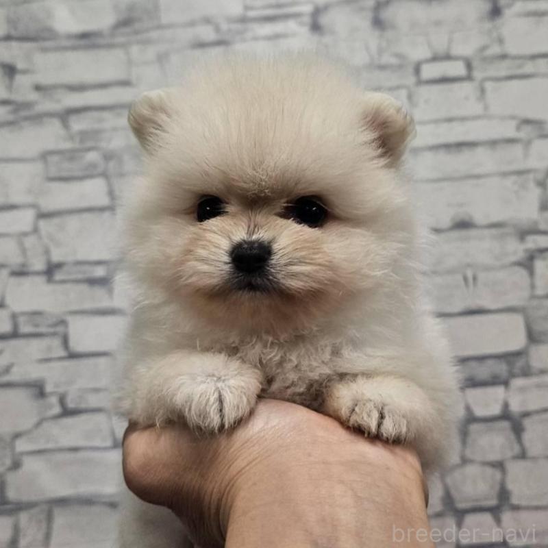 販売中の埼玉県のポメラニアン-422686の1枚目