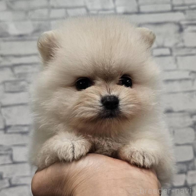 販売中の埼玉県のポメラニアン-422686の6枚目