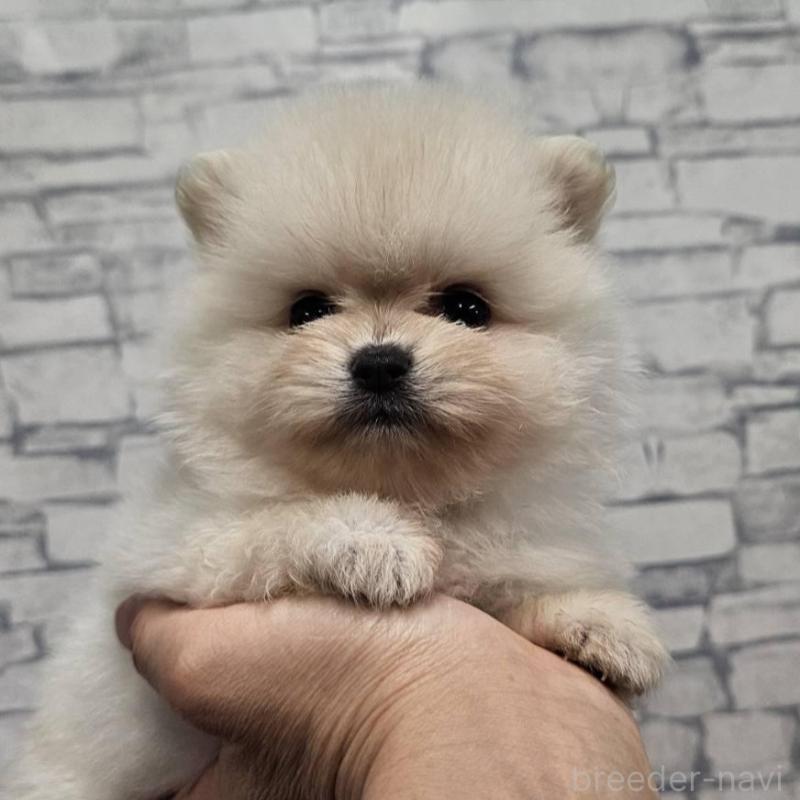 販売中の埼玉県のポメラニアン-422686の5枚目
