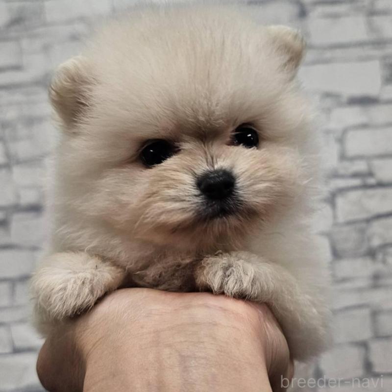 販売中の埼玉県のポメラニアン-422686の4枚目