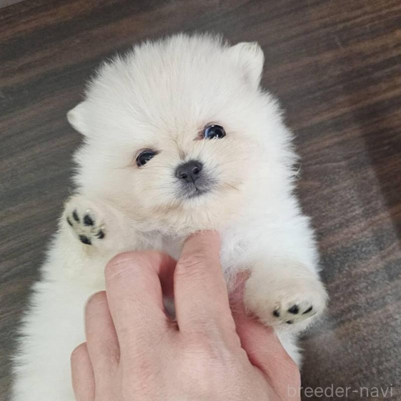 販売中の埼玉県のポメラニアン-422686の3枚目
