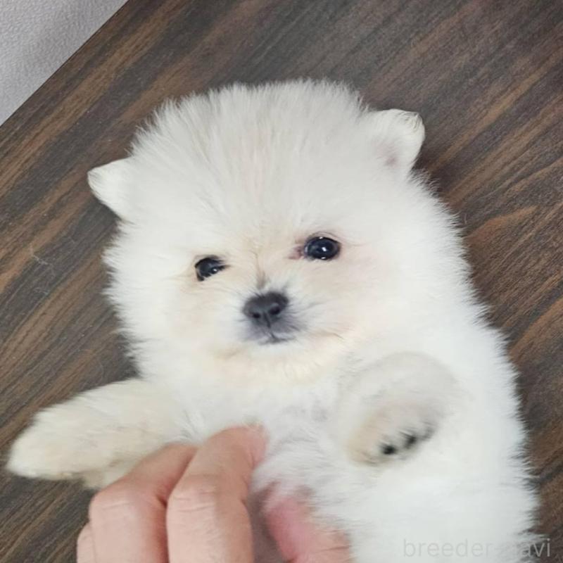 販売中の埼玉県のポメラニアン-422686の2枚目