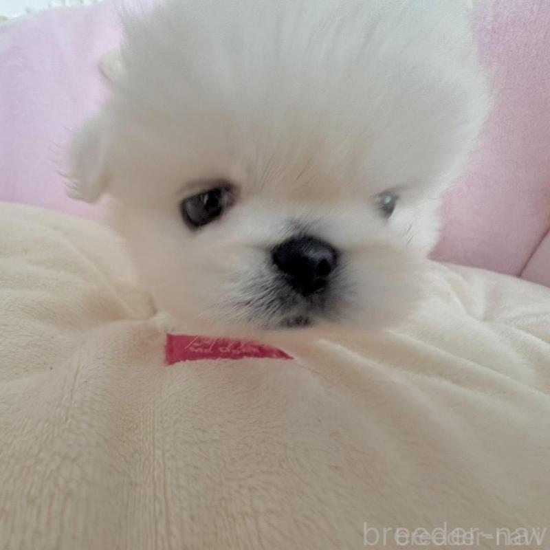 商談中の愛知県のペキニーズ-422687の11枚目