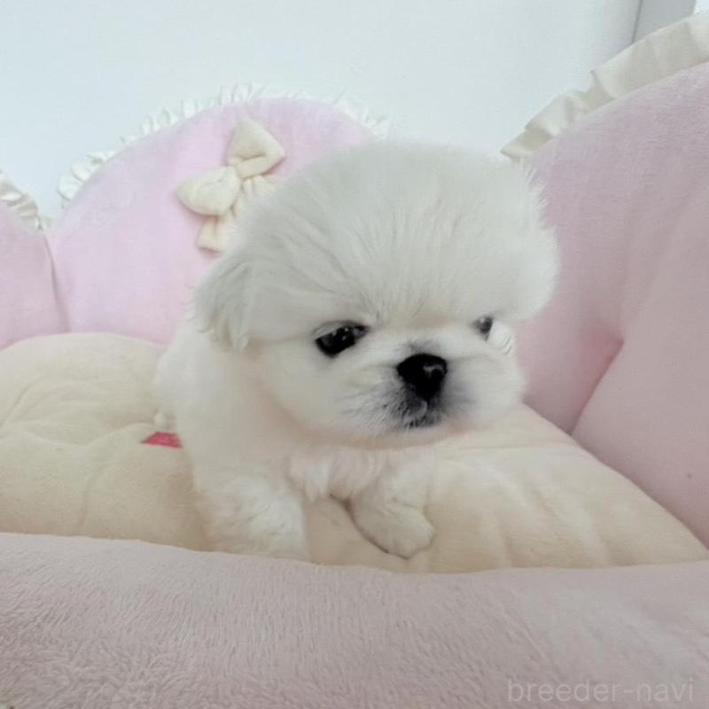 商談中の愛知県のペキニーズ-422687の10枚目