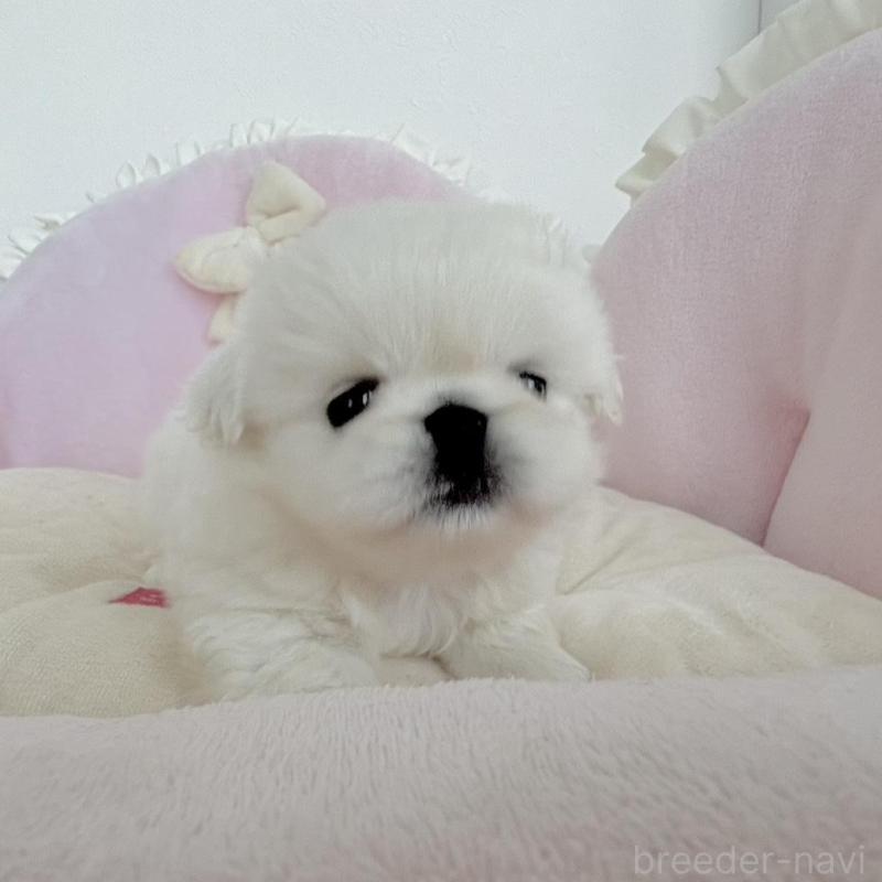 商談中の愛知県のペキニーズ-422687の9枚目