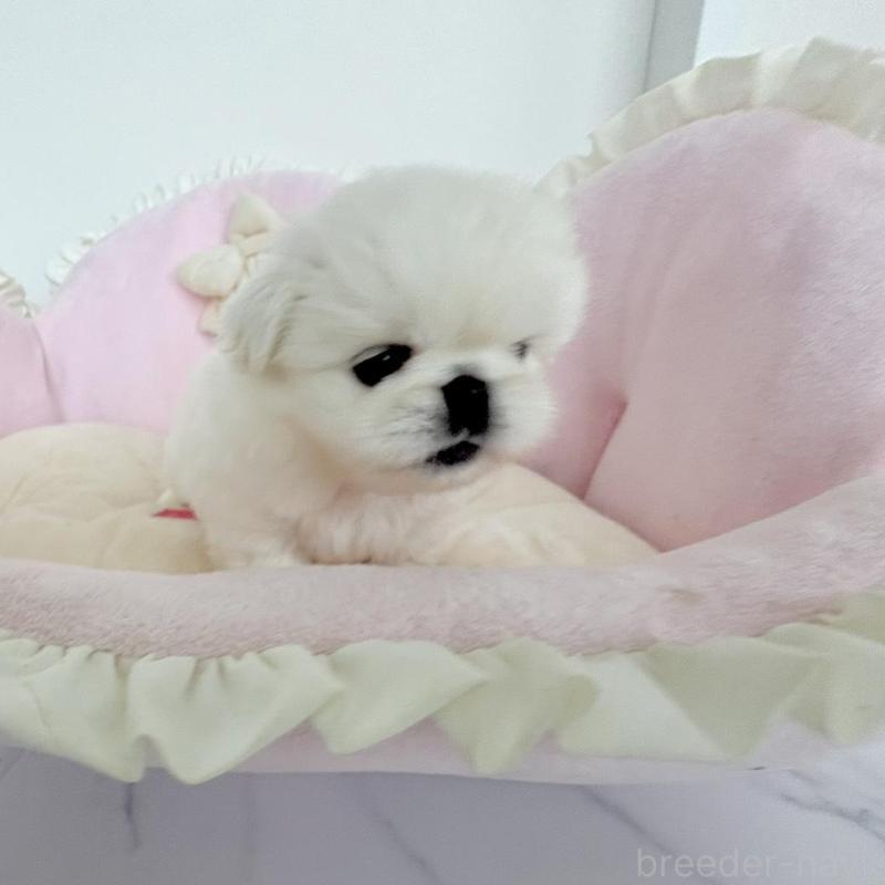 商談中の愛知県のペキニーズ-422687の8枚目