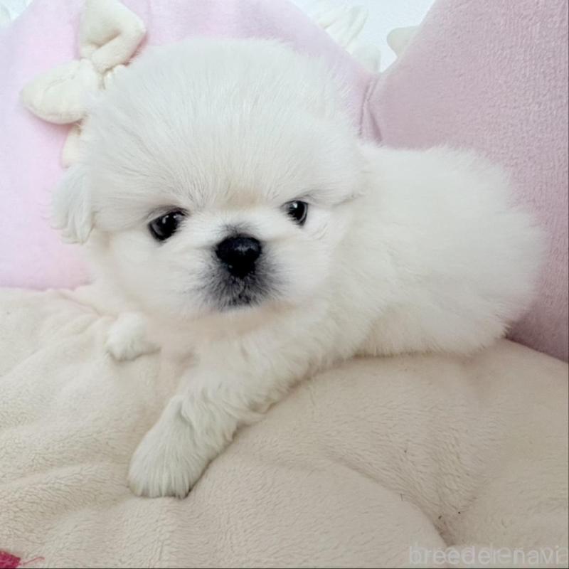 商談中の愛知県のペキニーズ-422687の7枚目