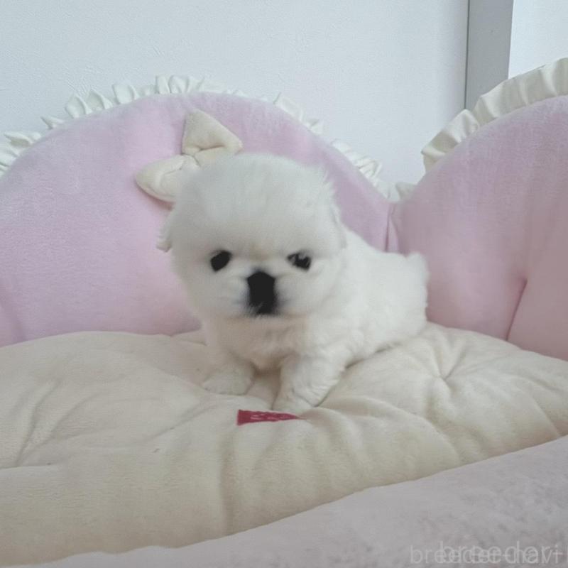 商談中の愛知県のペキニーズ-422687の6枚目