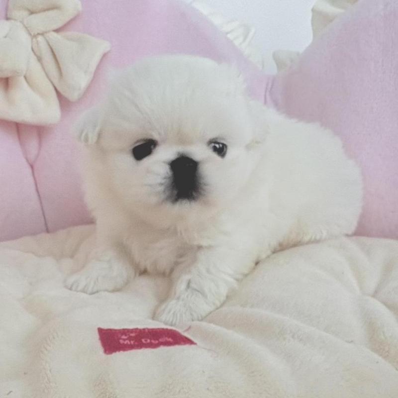 商談中の愛知県のペキニーズ-422687の5枚目