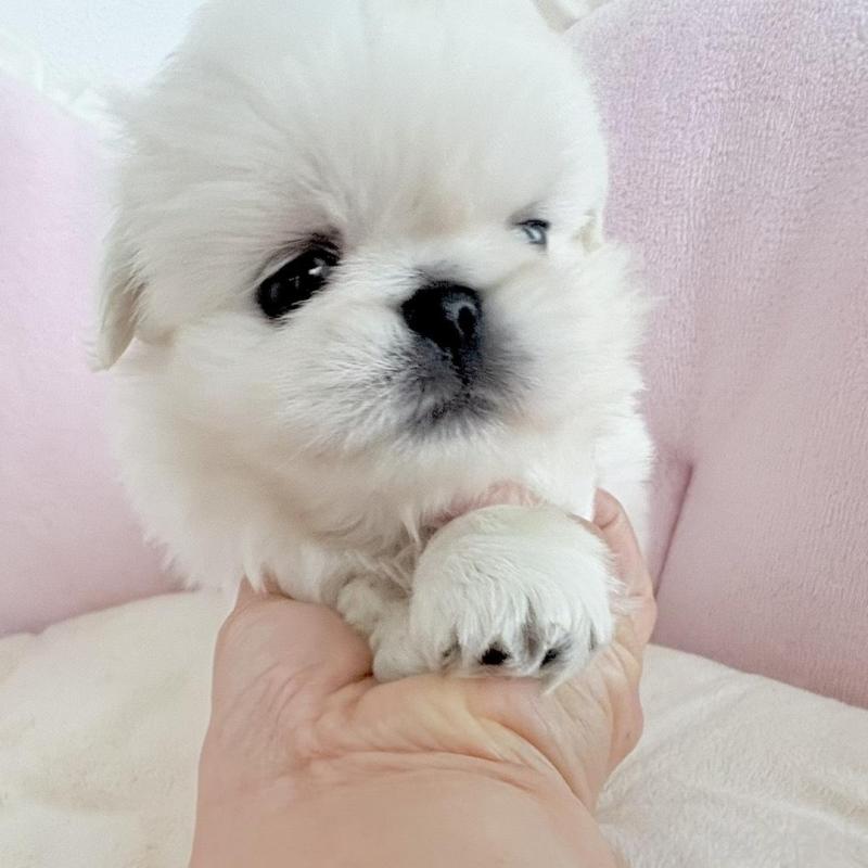 商談中の愛知県のペキニーズ-422687の4枚目