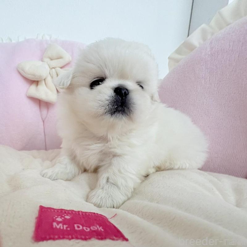 商談中の愛知県のペキニーズ-422687の3枚目