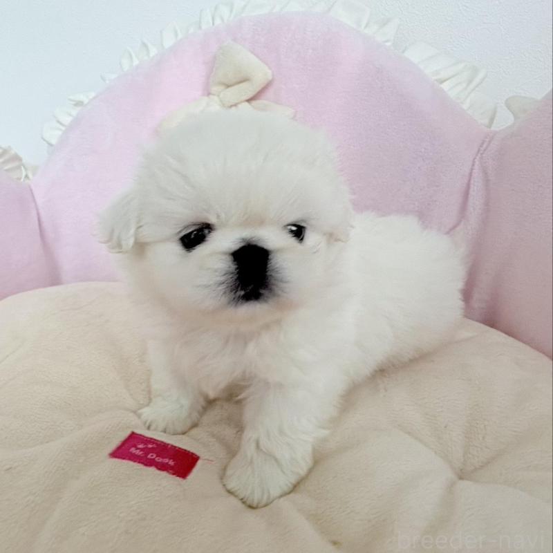 商談中の愛知県のペキニーズ-422687の2枚目