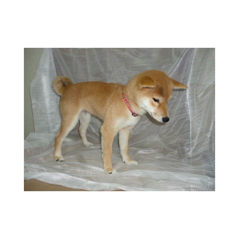 販売中の埼玉県の柴犬-422690の3枚目