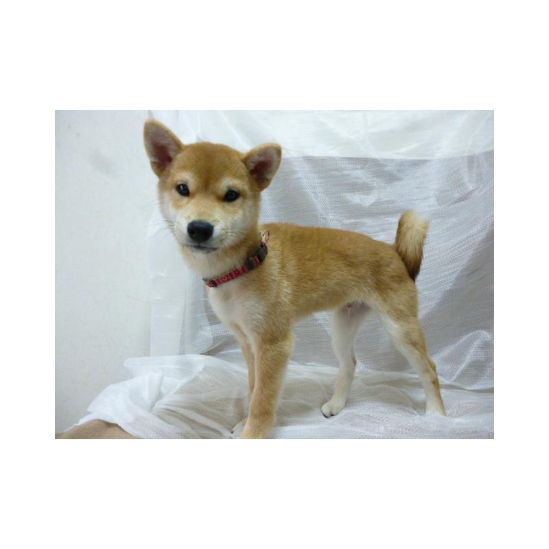 販売中の埼玉県の柴犬-422690の2枚目