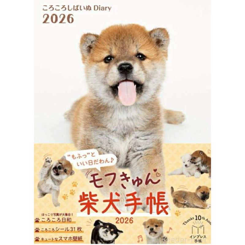 販売中の千葉県の柴犬-414591の4枚目