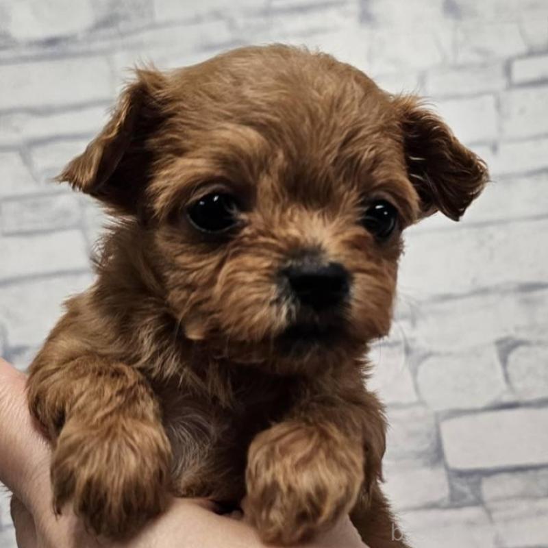 販売中の埼玉県のチワプー:チワワ×トイプードル-422688の6枚目